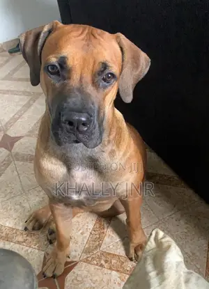 1+ year Female Purebred Boerboel