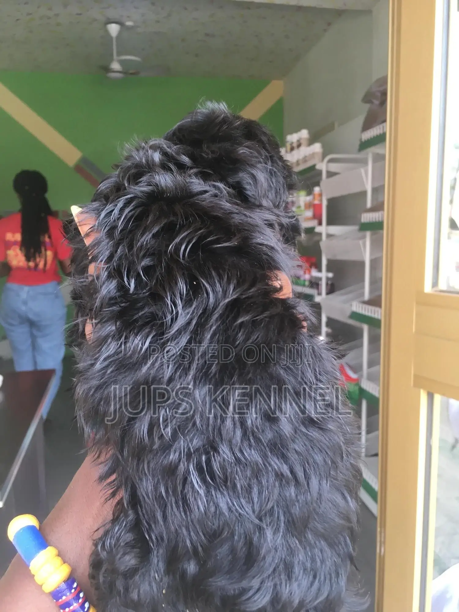 1-3 months Female Purebred Poodle