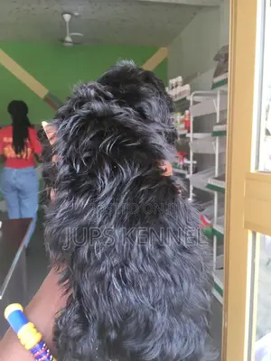 1-3 months Female Purebred Poodle