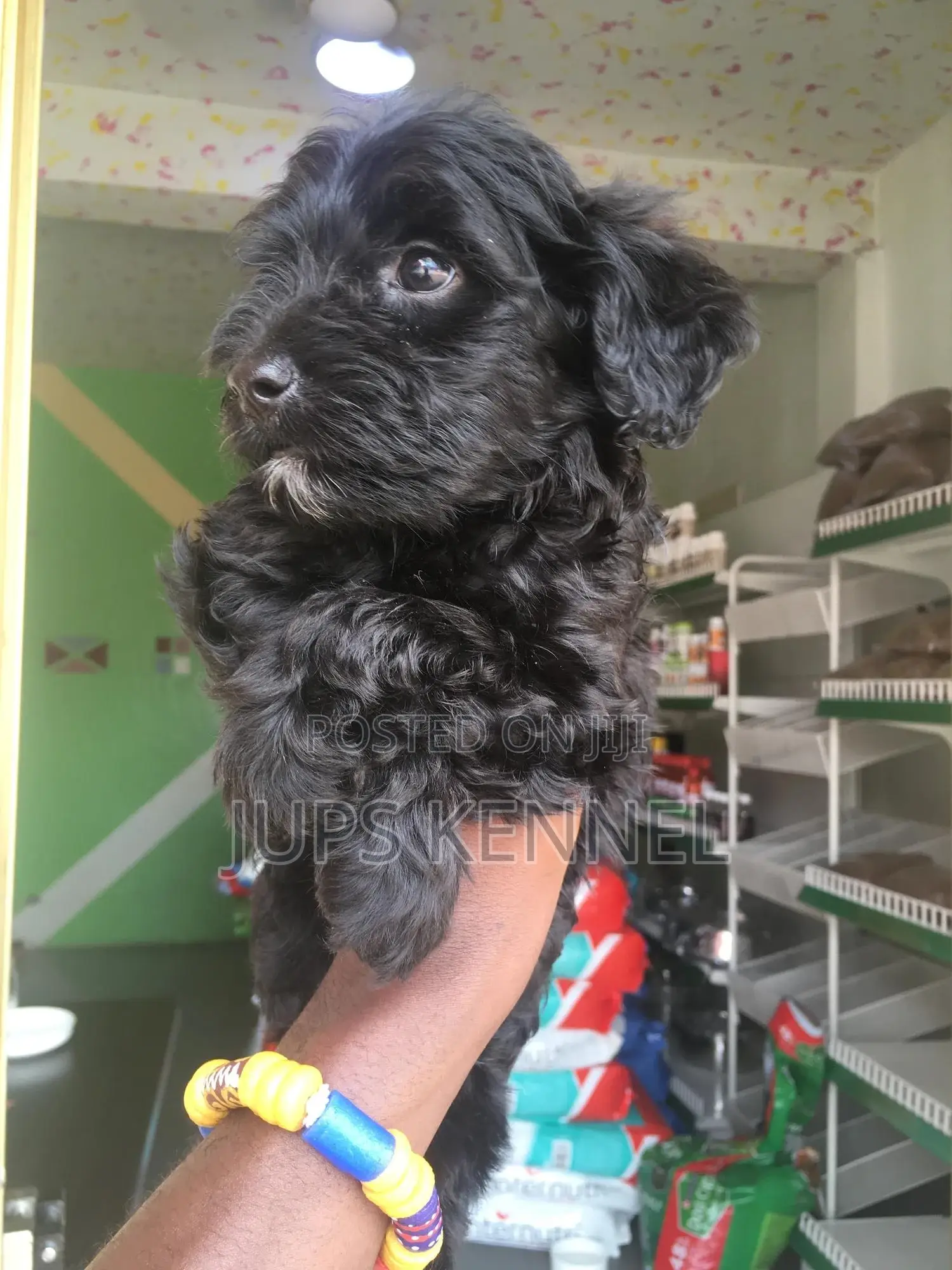 1-3 months Female Purebred Poodle