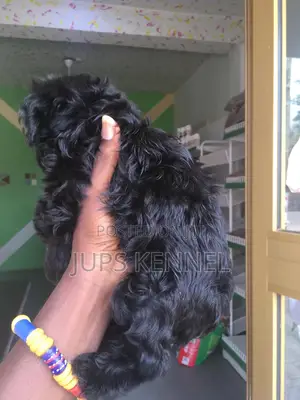 1-3 months Female Purebred Poodle