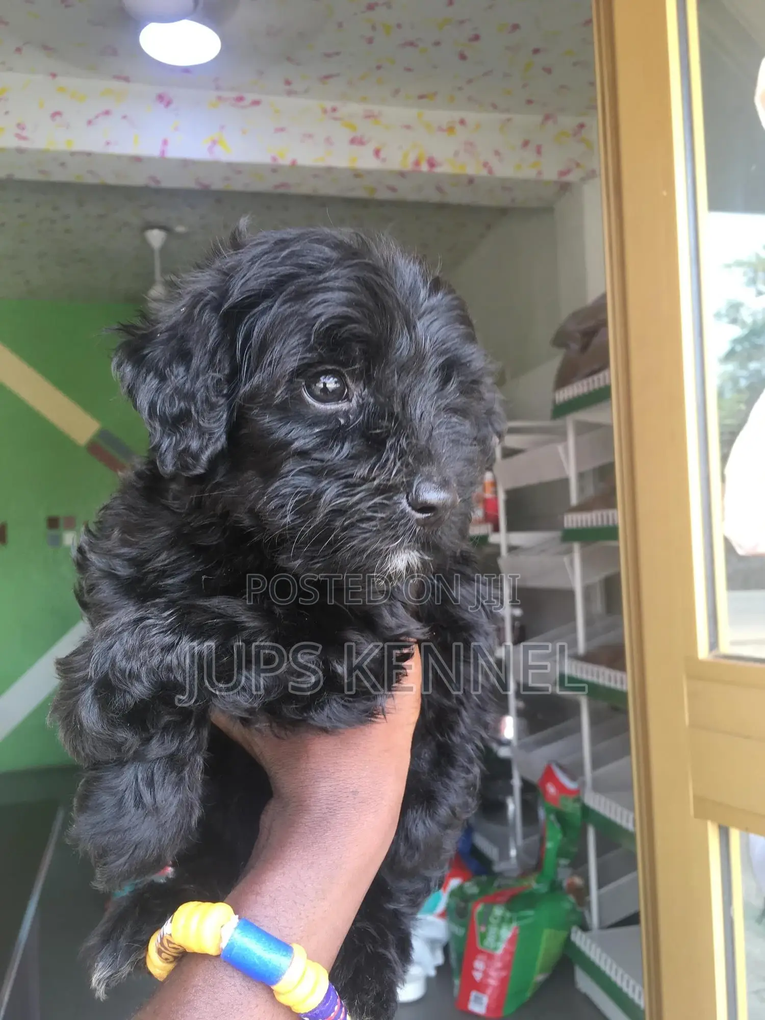 1-3 months Female Purebred Poodle