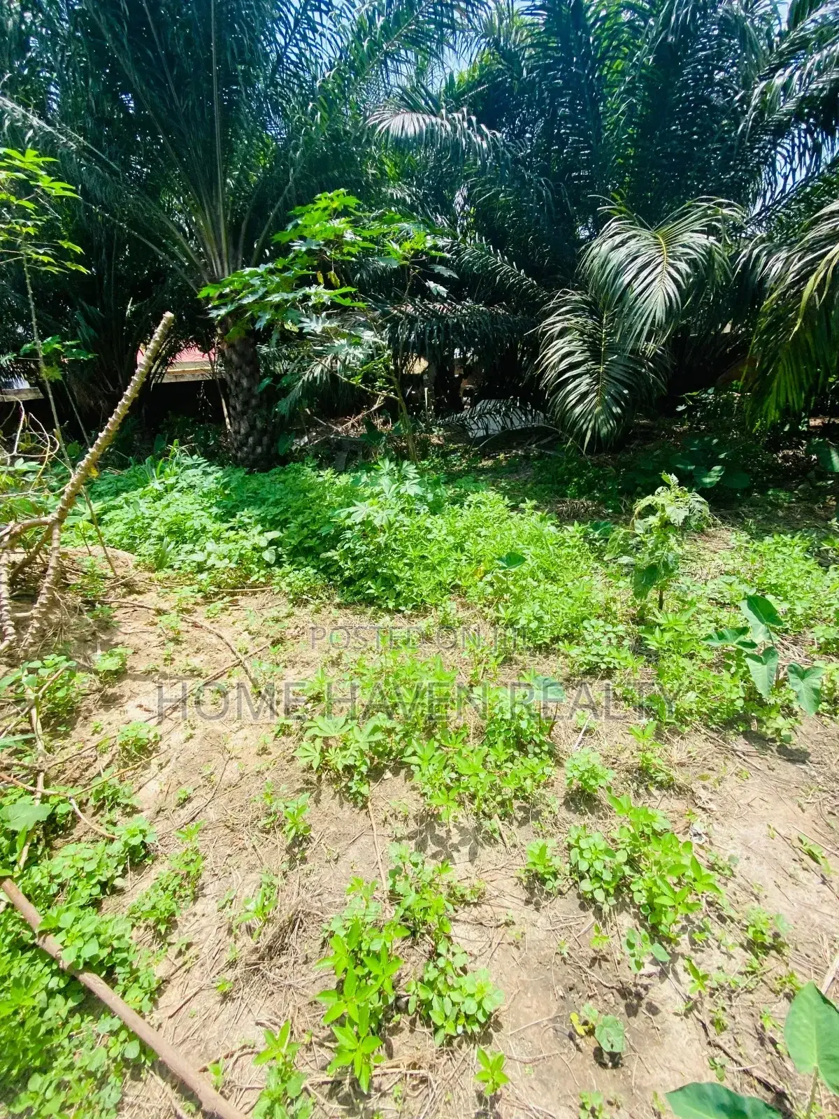 One Acre for Sale at Westland