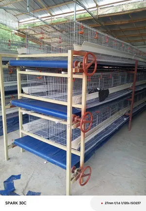 Poultry Coop and Cage Setup
