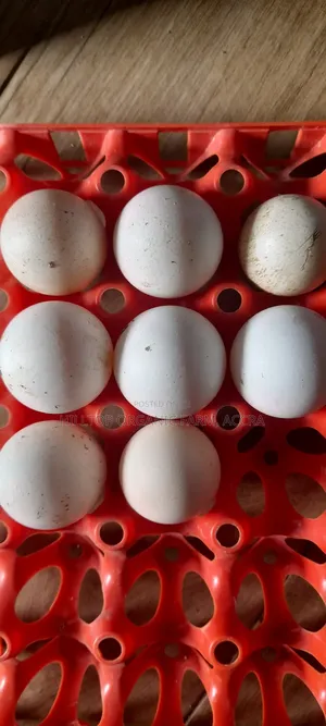 Guinea Fowls Fertile Eggs and Chicks for Sale (Hybrid and Foreign)