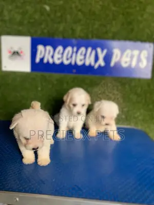 1-3 months Female Purebred Poodle
