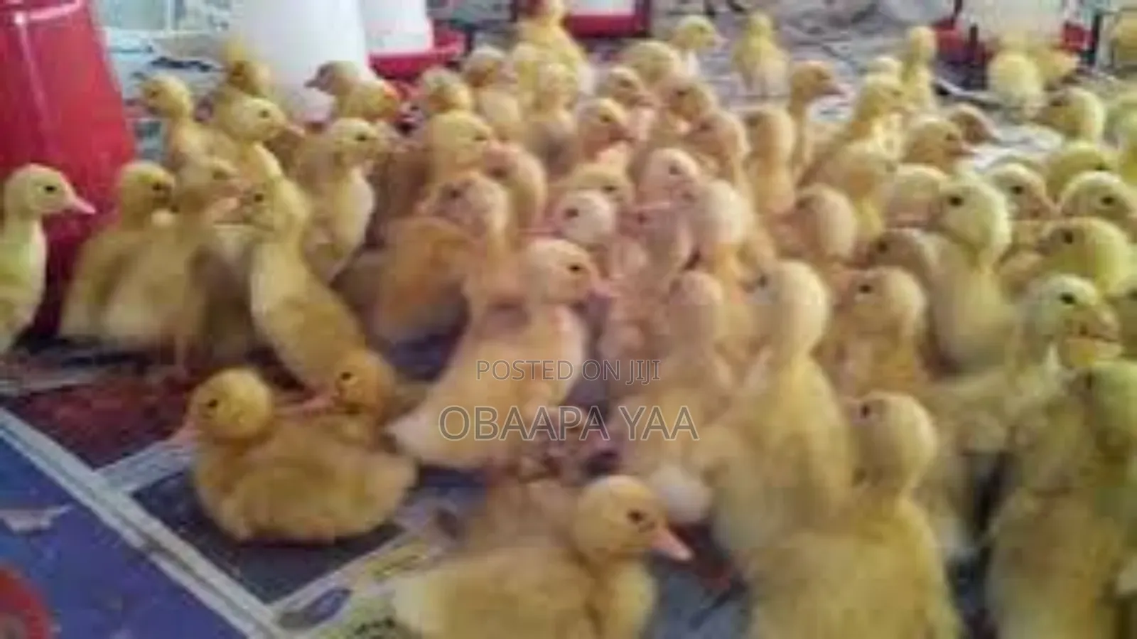 Day Old Duck's Going for 80ghc