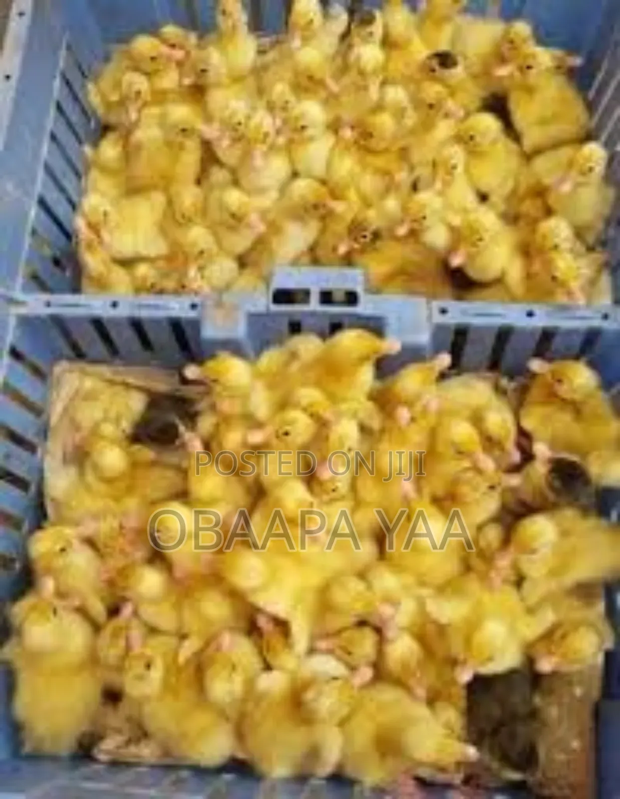 Day Old Duck's Going for 80ghc