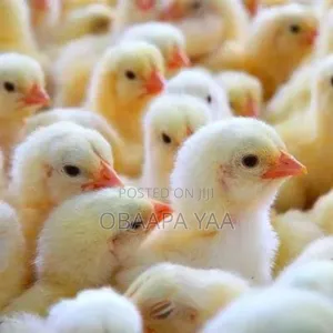 Day Old Broiler -25ghc