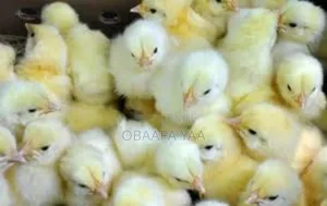Day Old Broiler -25ghc