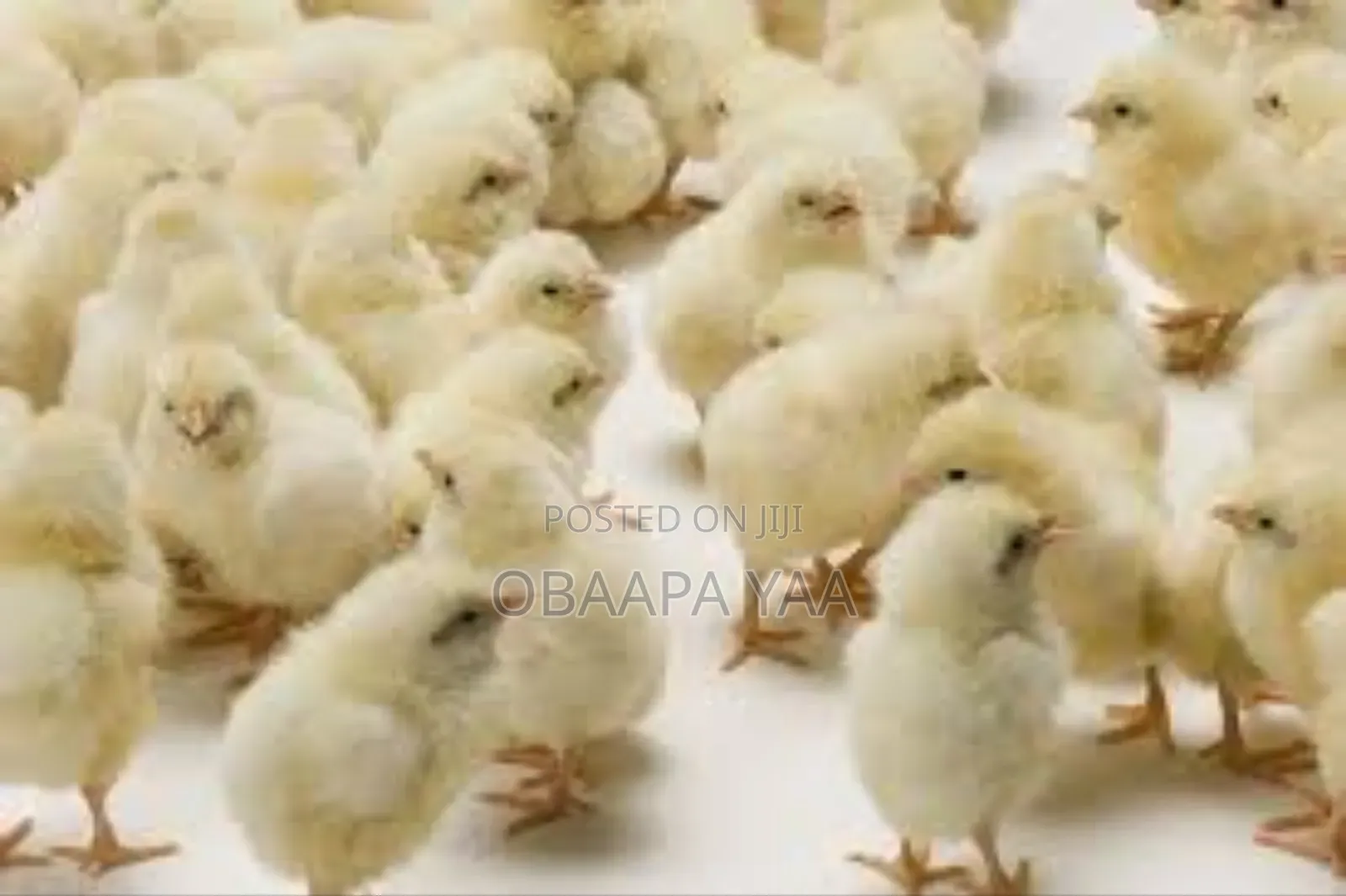 Day Old Broiler -25ghc
