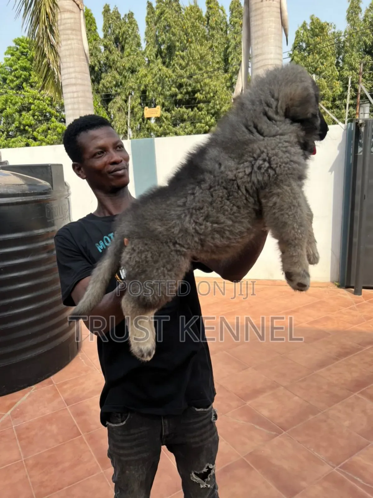 3-6 months Male Purebred Caucasian Shepherd