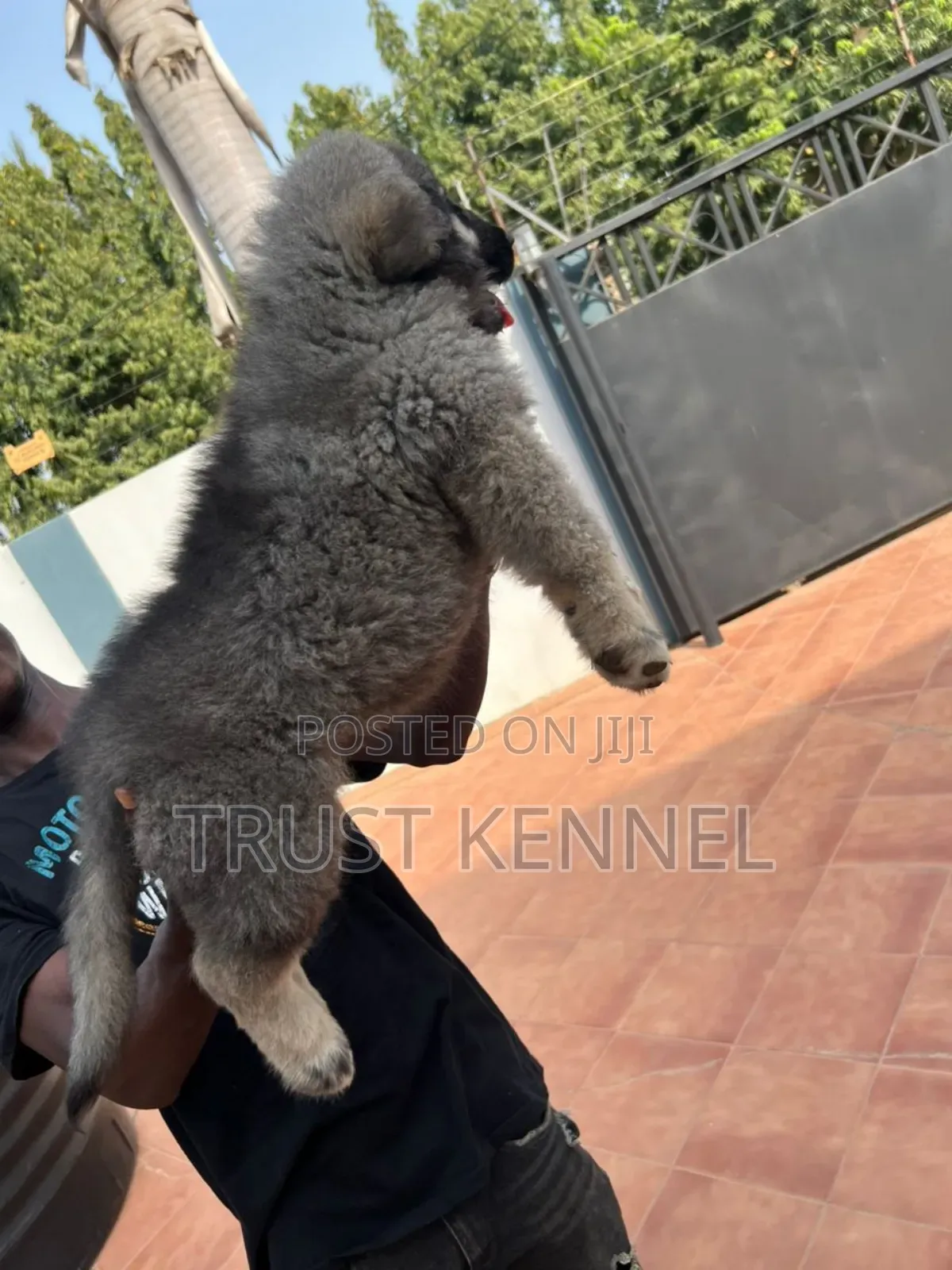 3-6 months Male Purebred Caucasian Shepherd