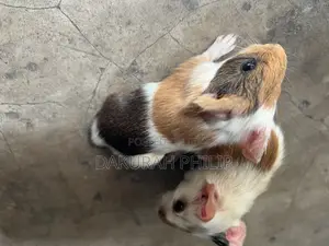 Guinea Pigs for Sale