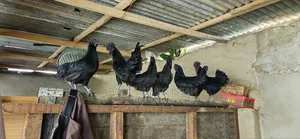 Ayam Cemani Chickens