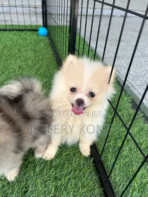 1-3 months Female Purebred Pomeranian