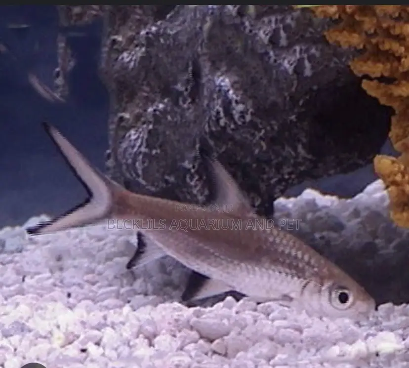 Silver Sharks for Aqarium