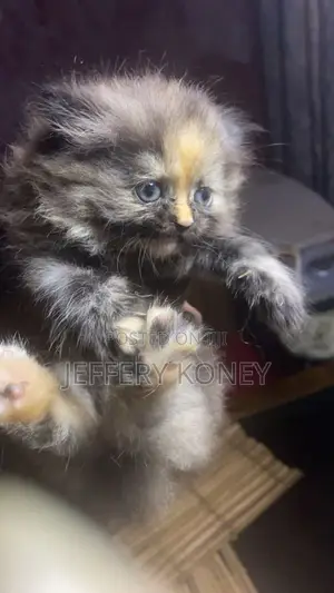 1-3 months Female Purebred Persian