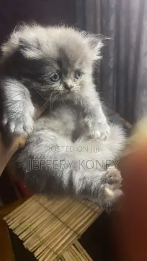 1-3 months Female Purebred Persian