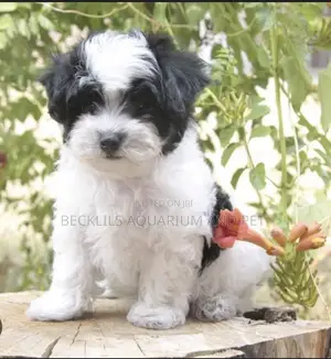 1-3 months Male Purebred Maltese