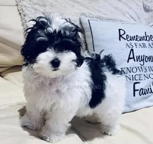 1-3 months Male Purebred Maltese