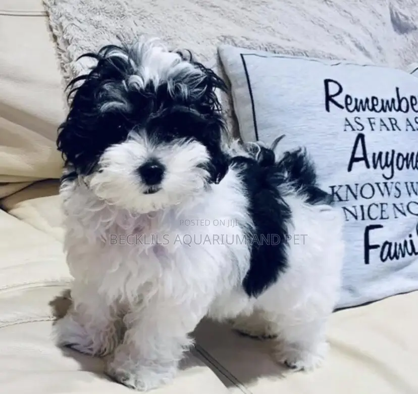1-3 months Male Purebred Maltese