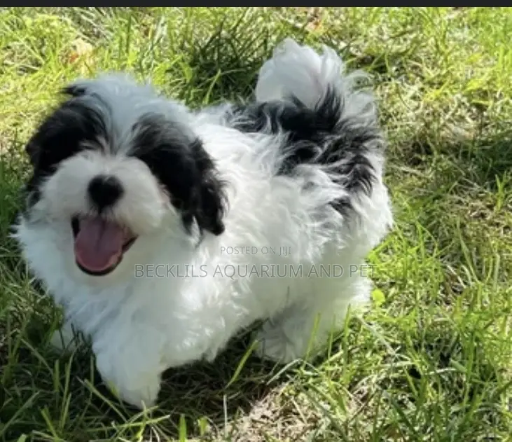 1-3 months Male Purebred Maltese
