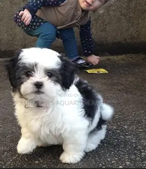 1-3 months Male Purebred Maltese