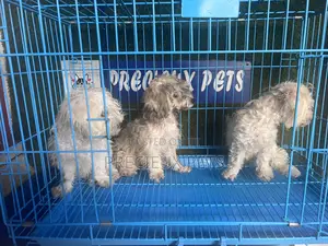 1-3 months Male Mixed Breed Maltipoo