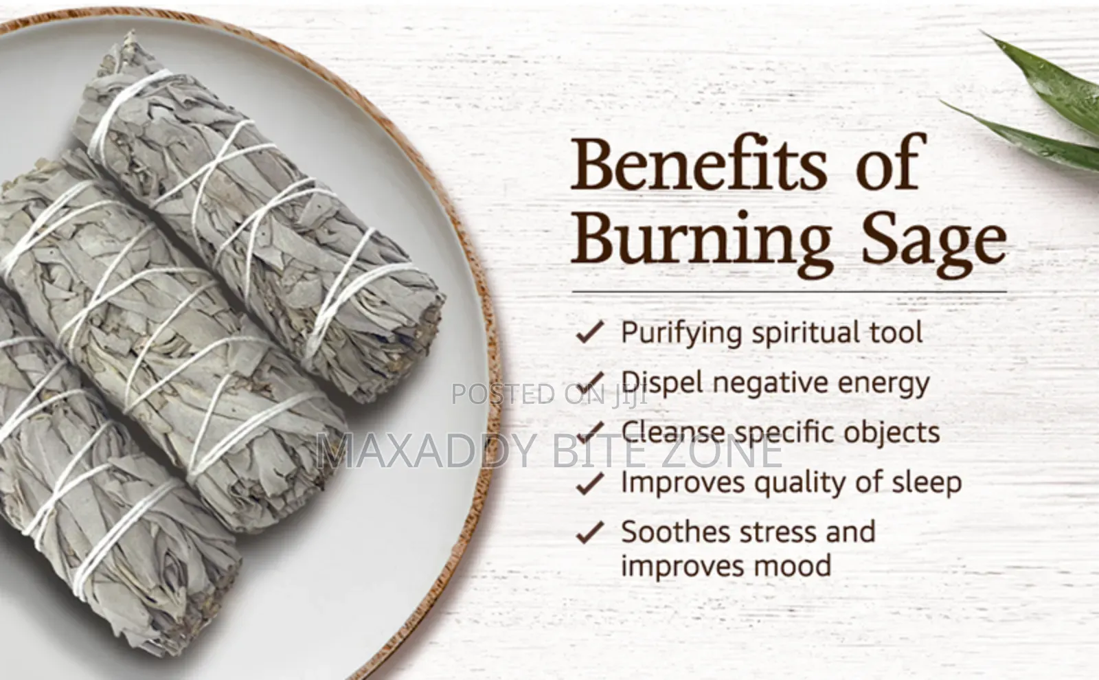 White Sage Kits With Palo Santo, Abalone and Stand