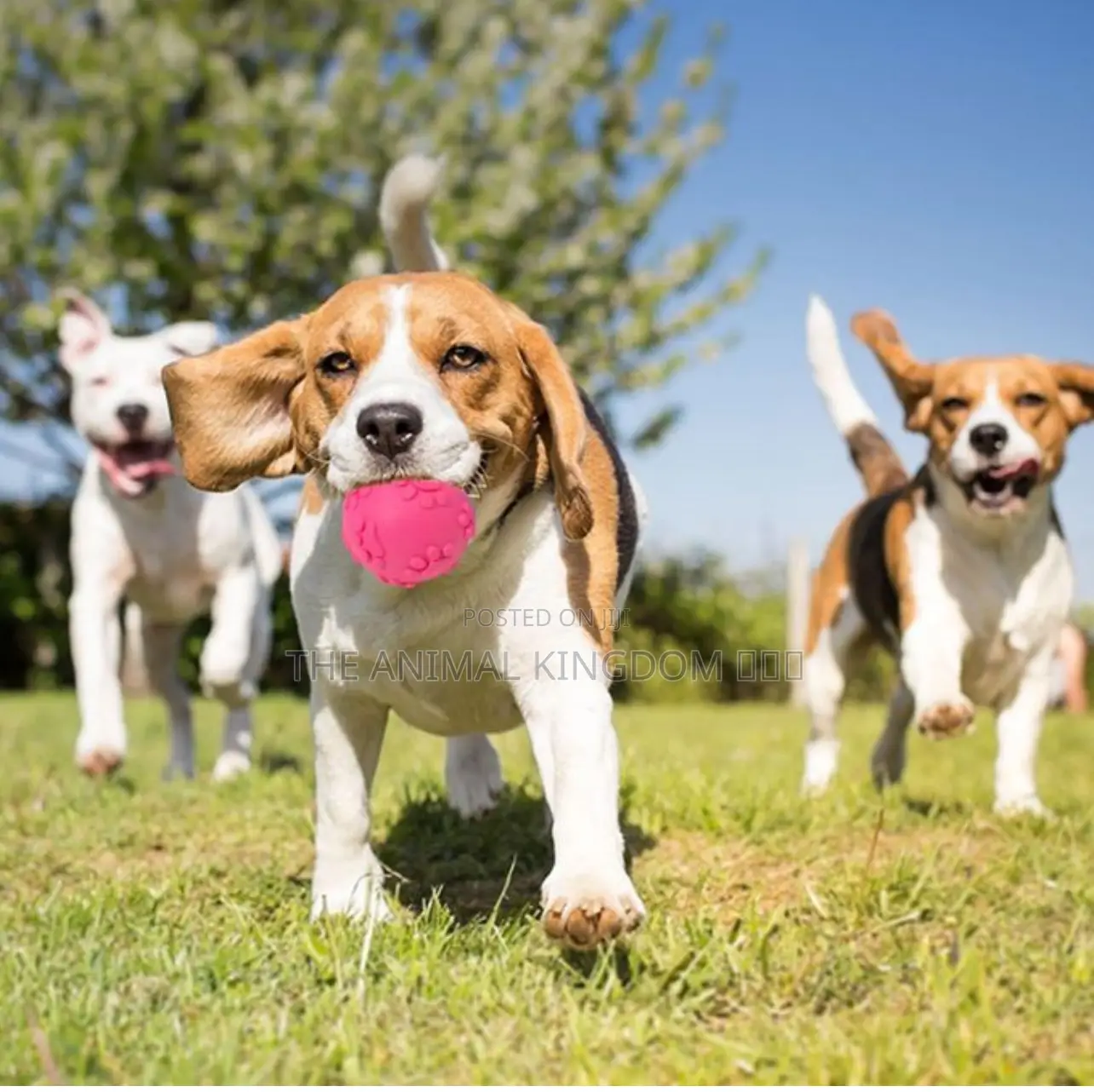 Dog Toy Ball 