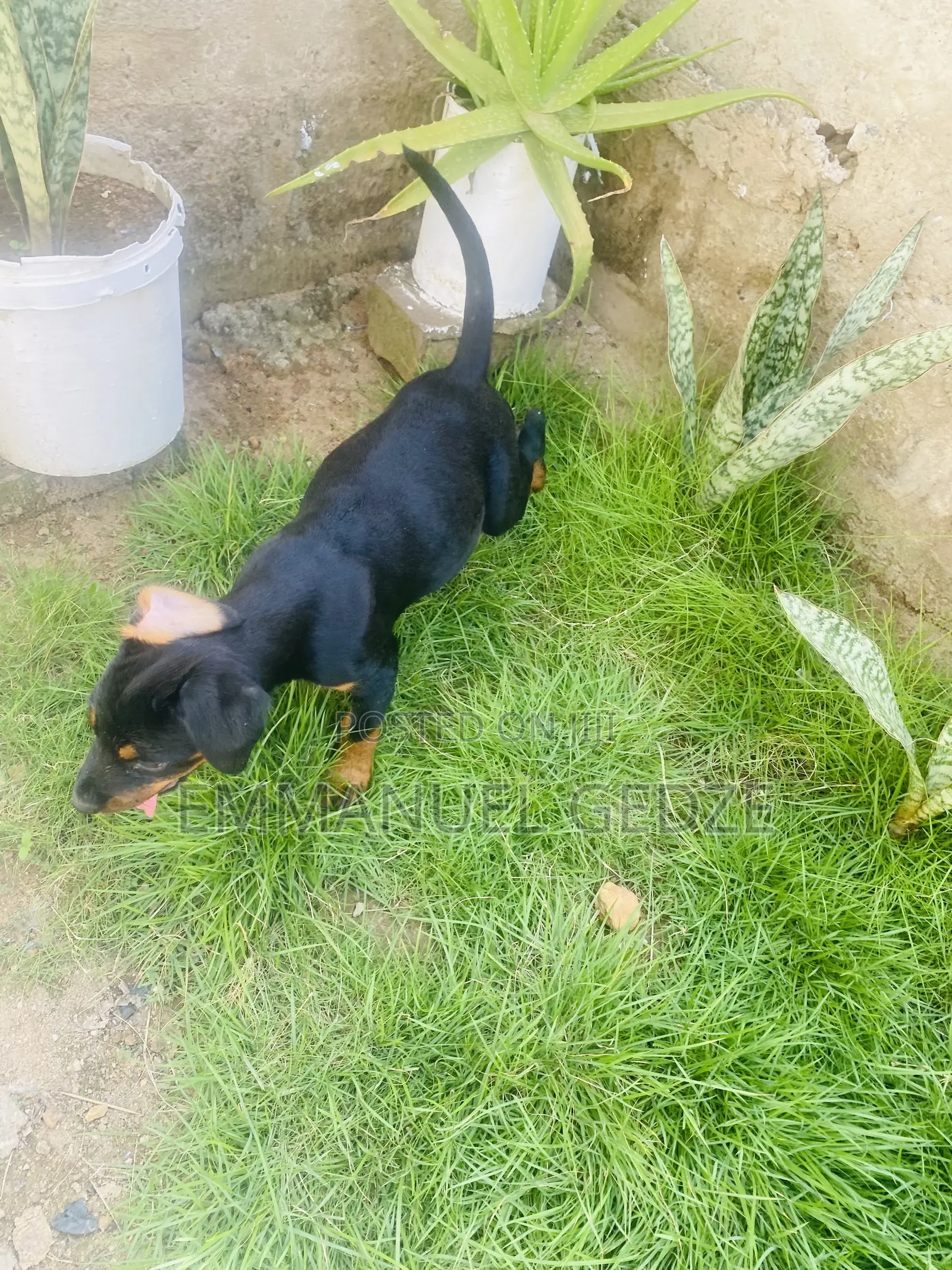 1-3 months Female Purebred Rottweiler
