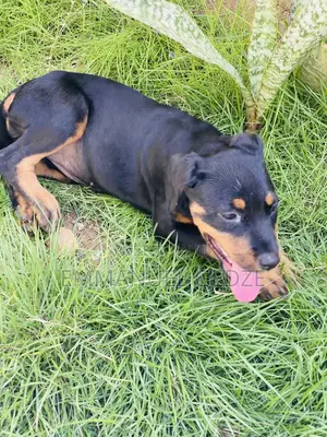 1-3 months Female Purebred Rottweiler