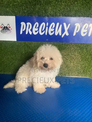 1-3 months Male Purebred Poodle