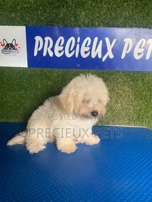 1-3 months Male Purebred Poodle