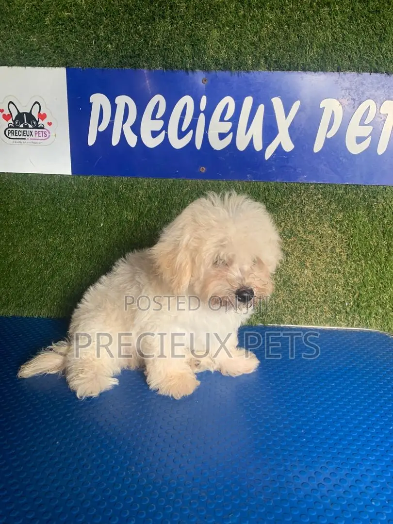 1-3 months Male Purebred Poodle