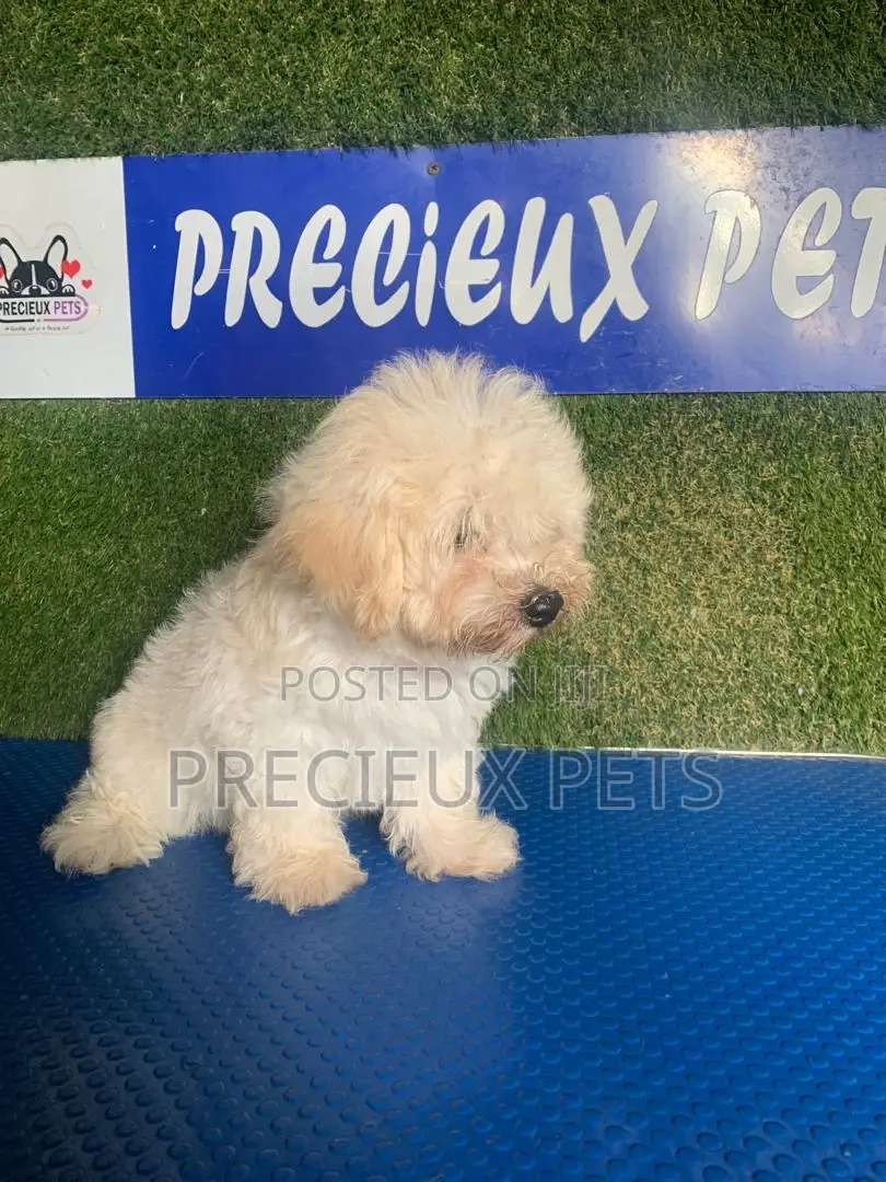 1-3 months Male Purebred Poodle