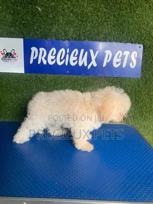 1-3 months Male Purebred Poodle