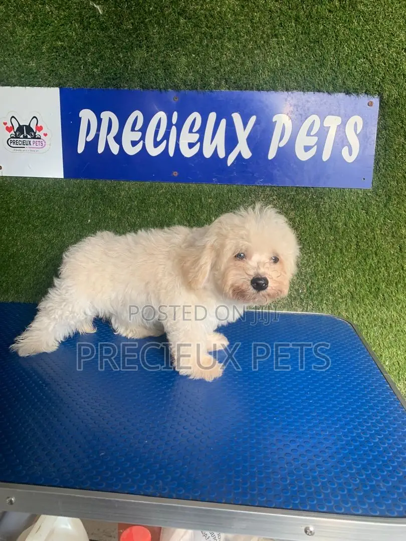 1-3 months Male Purebred Poodle