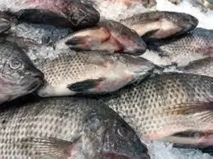 Fresh Tilapia (3 for 100)