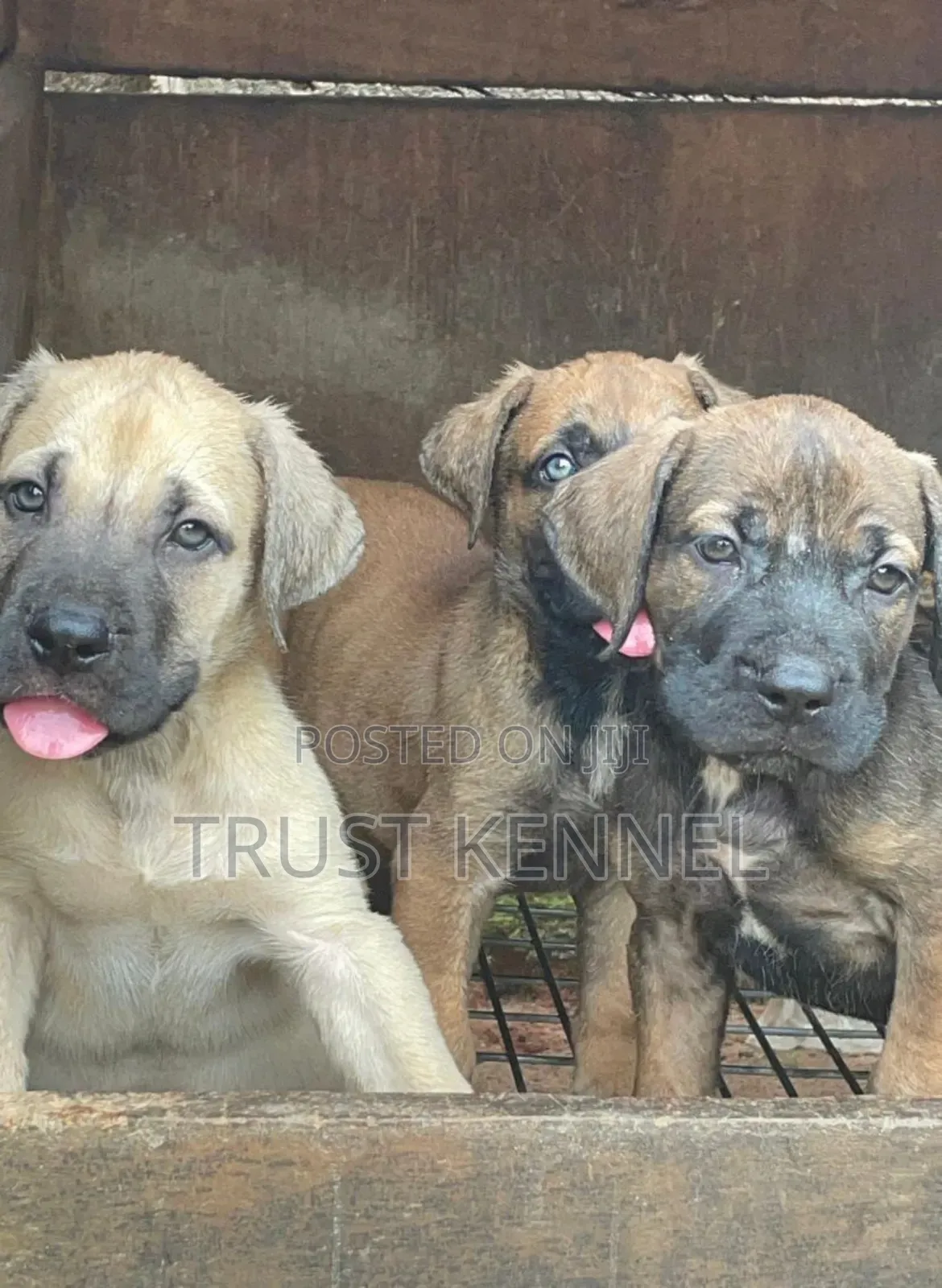 1-3 months Male Purebred Boerboel