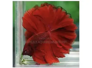 Full Moon Betta Fish