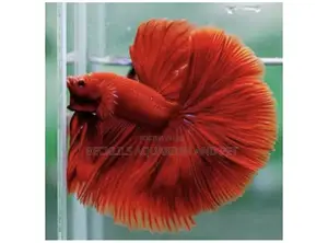 Full Moon Betta Fish