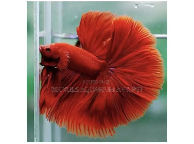 Full Moon Betta Fish
