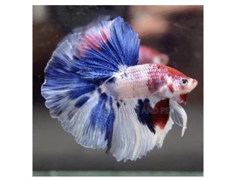 Full Moon Betta Fish