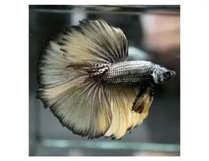 Full Moon Betta Fish