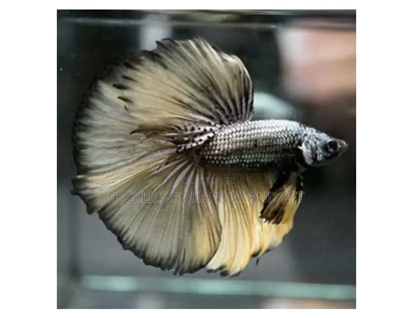 Full Moon Betta Fish