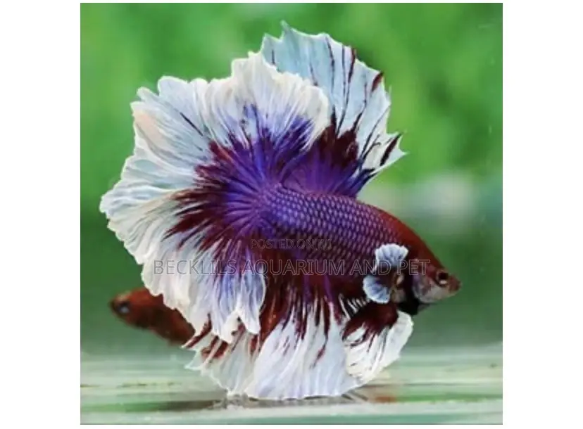 Red , White and Blue Betta Fish