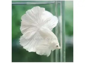 White Betta Fish