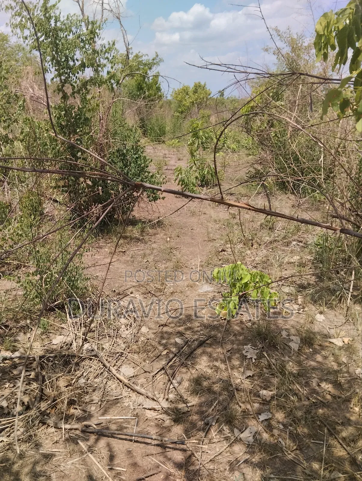 Affordable Farm Land in Nsuta